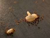 حيل ذكية للتخلص من النمل في المنزل بسهولة بدون مواد كيميائية ضارة
