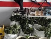 إسبانيا تفكك شبكة ضخمة لتهريب المخدرات وتضبط 3000 نبتة ماريجوانا