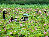 تفتح زهرة اللوتس بالونها الجذابة في حدائق بكين