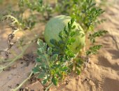 البطيخ الصيفى بشمال سيناء.. ينمو على مياه الأمطار طبيعياً بدون إضافات كيميائية.. فيديو وصور