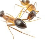 دراسة تكشف: النمل الحفار يجرى عملية بتر أطراف رفاقه لإنقاذ حياتهم