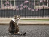 ما قصة القط " لاري" كبير صائدى الفئران بمكتب رئيس الوزراء البريطاني؟