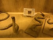 شاهد الكوبرا المصرية أخطر ثعبان سام فى متحف الإسماعيلية.. فيديو وصور