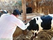 الطب البيطرى: تحصين 4650 رأس ماشية ضد مرضى الحمى القلاعية والوادى المتصدع