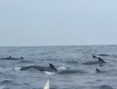 الحيتان الطيارية تحيط برجل فى قاربه بالمحيط الأطلسى.. فيديو