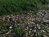 الأسماك النافقة تغطى النهر الرئيسى بالبرازيل بسبب النفايات والصرف الصحى.. فيديو