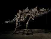 أغلى أحفورة.. بيع هيكل ديناصور مقابل 44.6 مليون دولار بمزاد فى نيويورك
