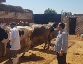 تحصين 130 ألف رأس ماشية ضد الحمى القلاعية والوادى المتصدع بكفر الشيخ