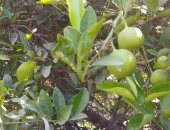 مفيد للصحة والحالة النفسية.. أشجار الليمون تزين مزارع المنيا.. فيديو وصور