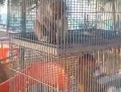 اتفرج على الغزلان والعقاب والقرود فى حديقة الحيوان بدسوق.. فيديو