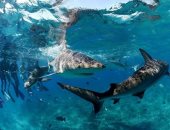 لو قلبك جامد.. 5 أماكن عالمية للسباحة مع أسماك القرش