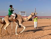 مضاعفة جوائز سباقات الهجن بالعلمين  في الموسم القادم