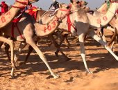 العلمين تستحضر الماضى بعيون الحاضر فى مهرجان سباق الهجن.. نحو 1600 جمل يمثلون أفضل السلالات من مختلف أنحاء المحافظات.. الجمال تتسابق بتقنيات التكنولوجيا الحديثة.. وأشواط تراثية يقودها الهجانة.. صور