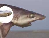 تلد إناثًا فقط.. رصد أول ولادة عذرية لسمكة قرش مهددة بالانقراض فى إيطاليا