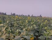 زراعات عباد الشمس تزين أراضى الشرقية.. ومزارع: مربح للفلاح.. صور