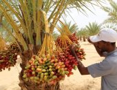 بشاير الخير.. مزارع الوادى الجديد مملكة إنتاج وتصدير التمور فى مصر 