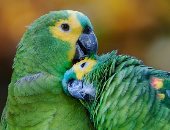 غلباوي بنص لسان.. 5 ببغاوات مختلفة بتردد الكلام وراك