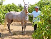 الخيل العربى ..أقوى السلالات فى العالم.. 5 عائلات رئيسية أشهرها الكحيلان والهدبان والعجوز.. تكلفة تربية الحصان 10 آلاف جنيه شهريا.. و15 معيارًا للجمال أبرزها تناسق العيون الواسعة واستقامة الأرجل.. صور