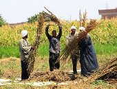 الحرية المصرى: الفلاح صمام أمان للأمن الغذائى وركيزة لدعم الاقتصاد الوطنى