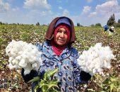 عاشق الأرض من يوم مولده.. الفلاح الشرقاوى يتحدث لـ"اليوم السابع" فى عيده الـ72.. الشرقية سلة غلال مصر الأولى فى توريد القمح وقطنها من أجود الأنواع.. والمحافظة الوحيدة فى زراعة وتصدير ورق البردى للعالم.. صور