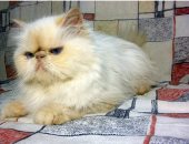 5 أنواع قطط مثالية لو بتدور على حيوان أليف يدعمك نفسيًا