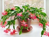 4 نباتات ظل مناسبة لغرفة الأطفال.. منها نبات العنكبوت