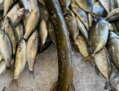 شاهد أغرب الأكلات البحرية فى سوق أسماك بورسعيد