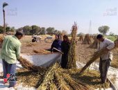 السمسم نور غيطان القليوبية.. انطلاق حصاد المحصول بحقول القناطر الخيرية.. ومزارع: بزرعه من 3 سنوات.. غير مكلف والإنتاج 30 كيلو للقيراط.. وبرويه مرة واحدة.. يدخل بصناعة المواد الغذائية والطحينة والزيوت.. فيديو