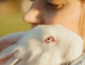 اليوم العالمي للأرنب.. 7 أسباب هتخليك تربيه بدل القطة والكلب