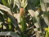 الذرة الشامية منورة فى غيطان المنيا.. والفدان يحقق أعلى إنتاجية هذا العام