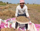 بشاير الخير.. فرحة المزارعين بحصاد محصول السمسم فى غيطان الشرقية (صور)