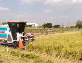 خير بلدنا.. فرحة المزارعين خلال حصاد الأرز بمزارع القليوبية.. مزارع: مفيش حد يستغنى عنه.. والمحصول مبشر جدًا هذا العام.. ووكيل الوزارة: زراعة 10 آلاف فدان بالمحافظة.. ومتوسط إنتاجية الفدان 3 أطنان.. فيديو وصور