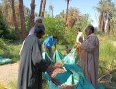 يا طالع النخل العالى.. موسم حصاد البلح فى أسوان.. فيديو