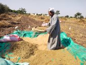 التعقيب والنخيل.. آخر مرحلة من حصاد السمسم من غيطان القليوبية