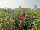 محصول القطن حقق أعلى إنتاجية للفدان فى المنوفية.. المزارعون: جيزة 97 موفر للمياه ومبكر النضج ومتوسط إنتاجيته المتوقعة تزيد عن 9 قناطير للفدان.. ووكيل وزارة الزراعة: لدينا 4457 فدانا على مستوى المحافظة.. صور