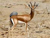 "الوعل النوبى والثعلب والغزال الجبلى" أهم حيوانات محمية جبل علبة.. صور