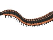 أكبر حشرة في العالم عاشت من 346 مليون سنة وحجمها كالسيارة 