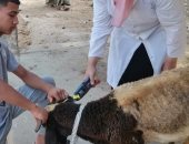 تحصين 93 ألفا و693 رأس ماشية ضد طاعون المجترات الصغيرة بالشرقية 