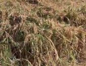 تعرف على عقوبة الري بمياه الصرف الزراعى أو الإضرار بالجسور وفقا للقانون
