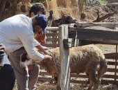 لجان بيطرية لفحص وتحصين الماشية فى الدقهلية.. صور