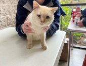 الحلال مابيروحش.. قطة تعود لمنزلها بعد 8 أيام من ضياعها بسبب إعصار هيلين "صور"