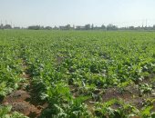 خيرات بلدنا.. محصول البنجر يزين غيطان الشرقية.. "الزراعة": يزرع على 3 عروات ومدة بقائه فى الأرض 210 أيام.. إنتاجية الفدان تصل إلى 40 طنا.. الحكومة توفر الأسمدة المدعمة للمزارعين وسعر الطن 2400 جنيه