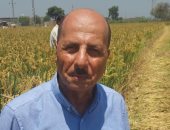 أصناف أرز بإنتاجية من 4 إلى 5 أطنان وتوفير 40 لـ 50% من مياه الرى.. تفاصيل