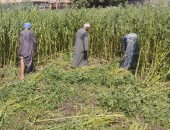 حقول المنيا تتزين بالسمسم.. المحصول ينتج أجود أنواع زيوت الطعام.. المزارعون: الفدان ينتج من 500 إلى 700 كيلو.. ويؤكدون: سر تجميع السمسم بعد الحصاد حتى لا يتساقط المحصول على الأرض