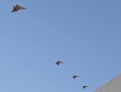 الطائرات الشراعية تحلق فى سماء مهرجان الجونة قبل انطلاق حفل افتتاحه
