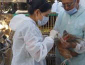 لجان من الطب البيطرى تفحص الأسواق لرصد ومكافحة أي ظهور لأنفلونزا الطيور.. صور