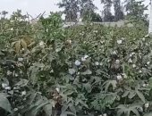26 حلقة قطن بالدقهلية تستعد لاستقبال المحصول من الفلاحين.. صور