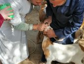 “بداية” تقدم 1834 خدمة بيطرية بقرى المنيا ضمن قوافل علاجية مجانية 