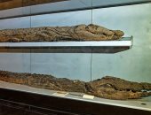 مومياوات الحيوانات في المتحف المصري.. تمساح النيل العظيم