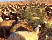 أمطار مطروح تحيي المراعى وترفع العبء عن مربى أغنام البرقى.. الدولة تدعم الحفاظ على السلالة المتميزة والعمل على إكثارها وتنمية المراعى الطبيعية.. وتخفيف أعباء صغار المربين بإنشاء صندوق دوار للقروض الحسنة.. صور